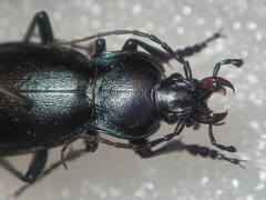 Carabus germarii