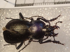 Carabus germarii