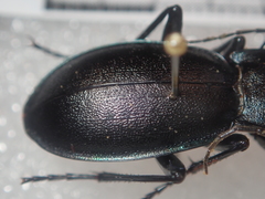 Carabus germarii