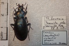 Carabus germarii