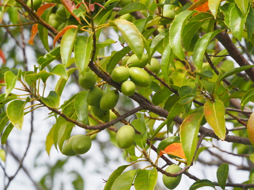 Elaeocarpus serratus