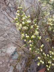 Baccharis paniculata