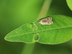 Agonopterix hypericella