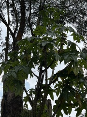 Vasconcellea pubescens