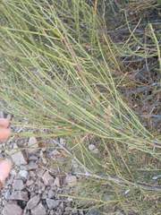Ephedra chilensis