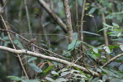 Heterocercus aurantiivertex