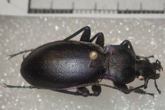 Carabus germarii