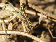 Dichroplus maculipennis