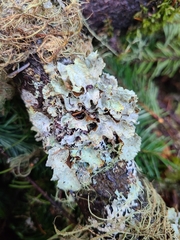 Platismatia norvegica
