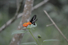 Parides proneus