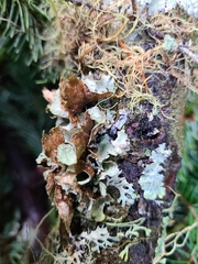 Platismatia norvegica