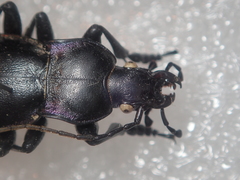 Carabus germarii