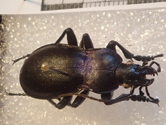 Carabus germarii