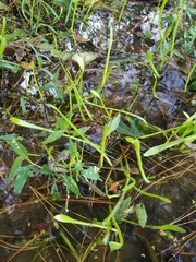 Lilaeopsis carolinensis