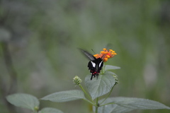Parides proneus