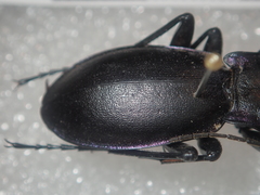 Carabus germarii