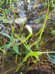 Lilaeopsis carolinensis