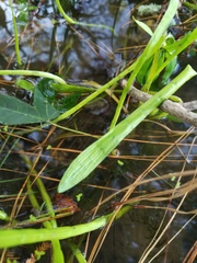 Lilaeopsis carolinensis