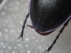 Carabus germarii