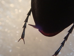 Carabus germarii