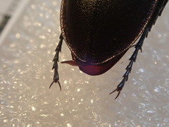 Carabus germarii