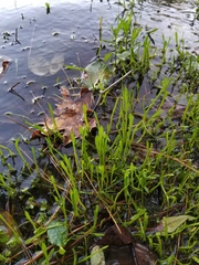 Lilaeopsis carolinensis