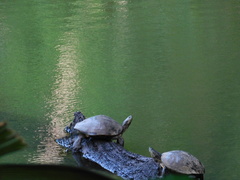 Trachemys venusta