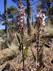 Senecio iodanthus