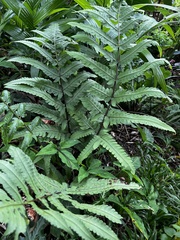 Pleocnemia irregularis