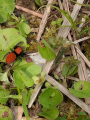 Phidippus cardinalis