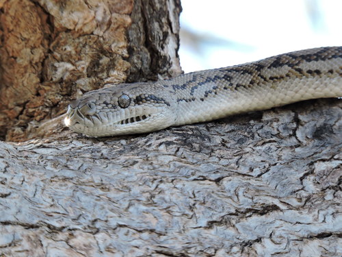 Inland Carpet Python sighting