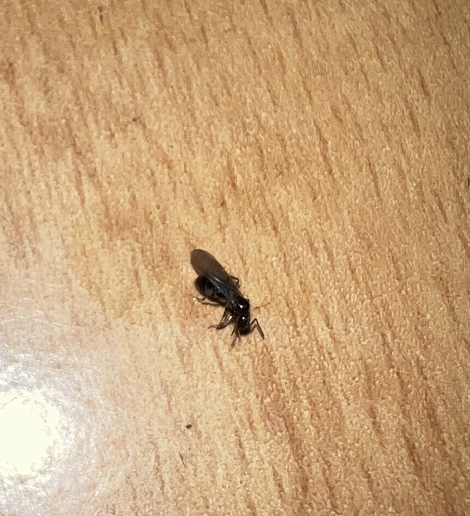 Nylanderia from Koror, Palau, PW on December 26, 2021 at 0918 PM by