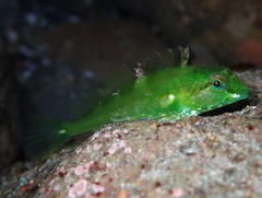 Fluffy Sculpin photo 3