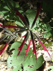 Salvia longistyla