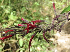 Salvia longistyla