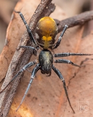 Nyssus luteofinis