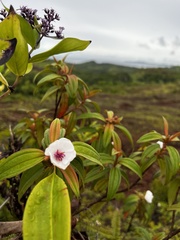 Melastoma malabathricum mariannum