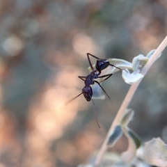 Camponotus aurocinctus