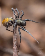 Nyssus luteofinis