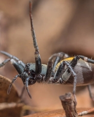 Nyssus luteofinis