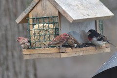 Haemorhous purpureus purpureus