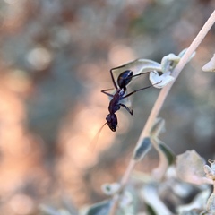 Camponotus aurocinctus