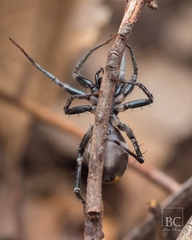 Nyssus luteofinis