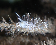 Cuthonella cocoachroma