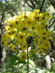 Rumfordia floribunda