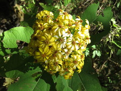 Rumfordia floribunda