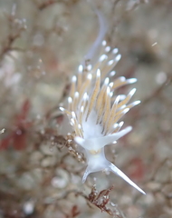 Cuthonella cocoachroma