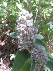 Hyptis oblongifolia