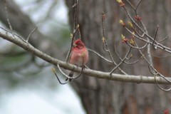 Haemorhous purpureus purpureus