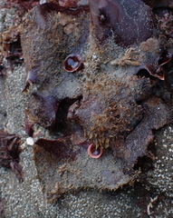 Constantinea simplex